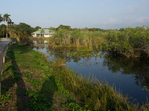 Anhinga Trail
