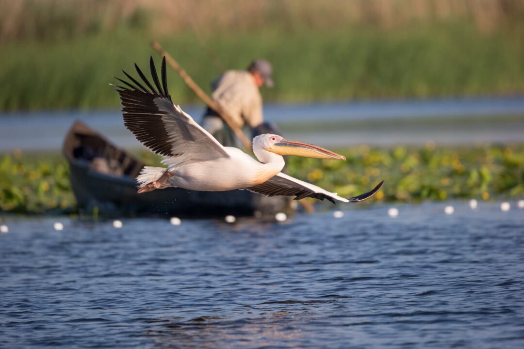 El delta del Danubi a l’estiu