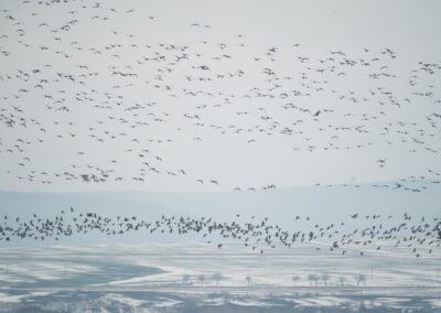 El delta del Danubi a l’hivern