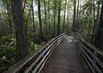 Corkscrew Swamp Sanctuary