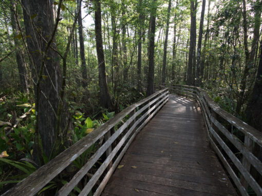 Corkscrew Swamp Sanctuary