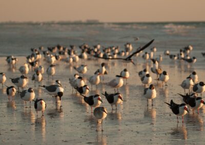Fort de Soto County Park