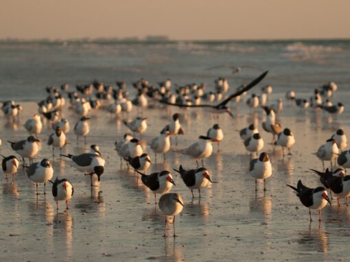 Fort de Soto County Park