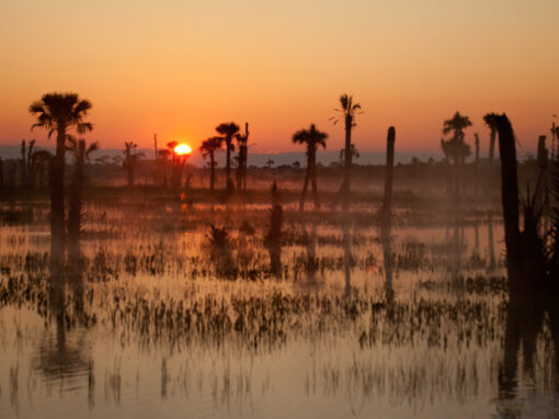 Ritch Grissom Memorial Wetlands – Viera