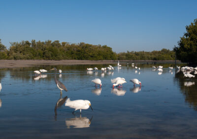 Estero Island