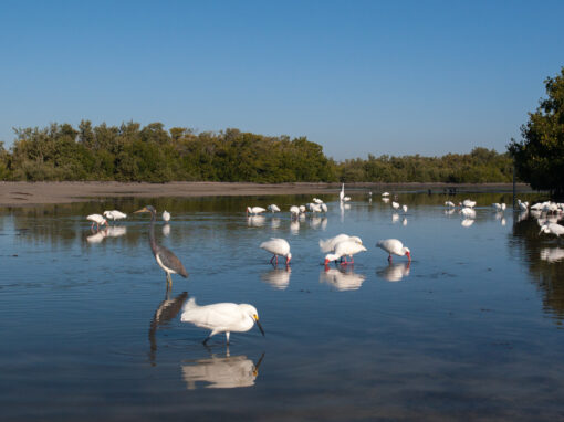 Estero Island
