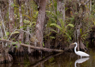 Big Cypress