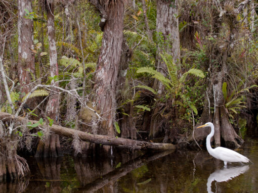 Big Cypress