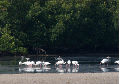 J.N. “Ding” Darling National Wildlife Refuge