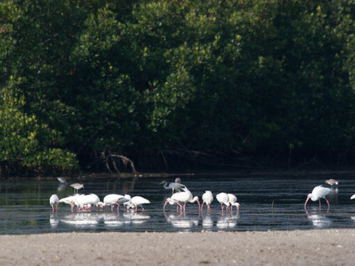 J.N. “Ding” Darling National Wildlife Refuge