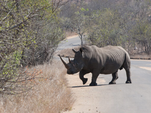 Kruger National Park