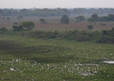 Pantanal brasiler